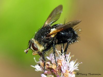 Tachina sp. - Parasitic fly A2a .jpg
