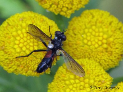 Cylindromyia sp - Parasitic fly A1a.jpg