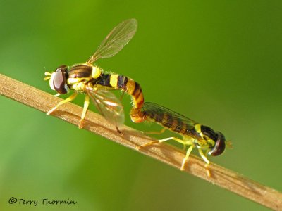 Sphaerophoria sp. - Flower Flies in copula A2a.jpg