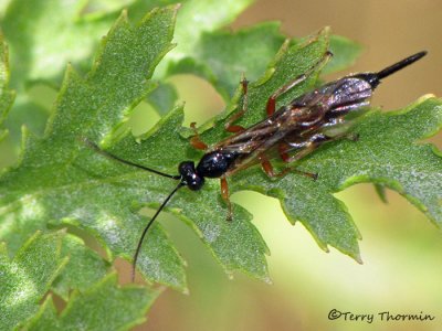 Ichneumonidae - Ichneumonid wasp D1a.jpg