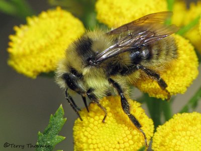 Bombus sp. - Bumble bee C1a.jpg
