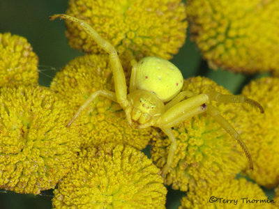 Misumena vatia - Goldenrod Spider 2a.jpg