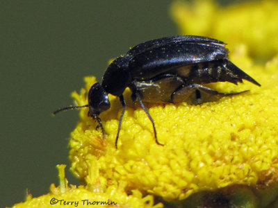 Tumbling Flower Beetle - Mordellidae of B.C.