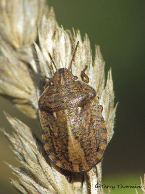Eurygaster amerinda - Shield-backed Bug 1a.jpg