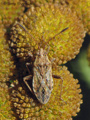 Stictopleurus punctiventris - Scentless Plant Bug 1a.jpg