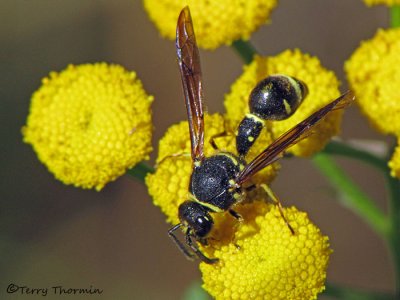 Eumeninae - Potter wasp A1a.jpg