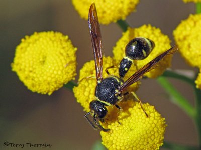 Hornets, Yellowjackets and Potter Wasps - Vespidae of B.C.