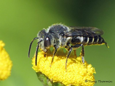 Leaf-cutter bees - Megachilidae of B.C.