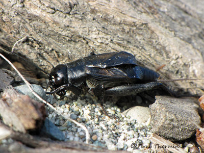 Crickets - Gryllidae of B.C.