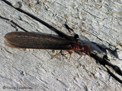 Isoptera - Termite reproductive A2a.jpg