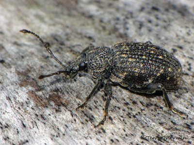 Otiorhynchus sulcatus - Black Vine Weevil 2a.jpg