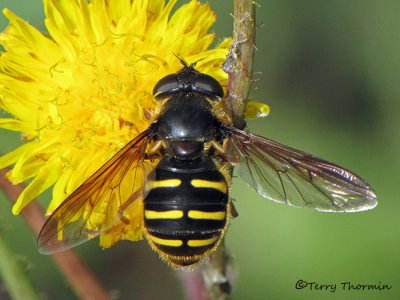 Sericomyia chrysotoxoides - Flower Fly 1b.jpg