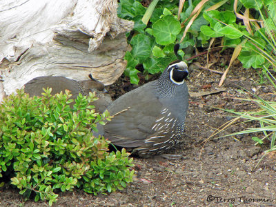 California Quail pair 1a.jpg