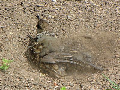 California Quail female dust bathing 1b.jpg