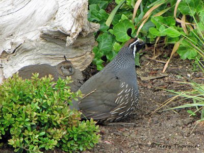 Grouse etc.