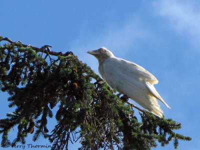 Common Raven - partial albino bird 1b.jpg