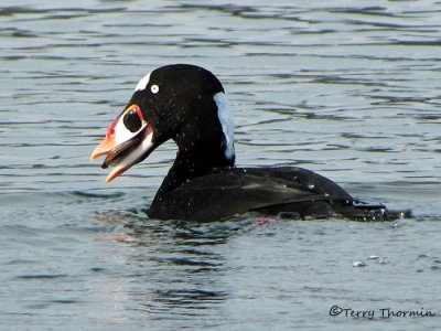 Surf Scoter with clam 5b.jpg