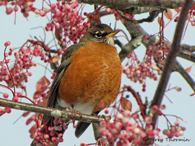 American Robin 13a.JPG