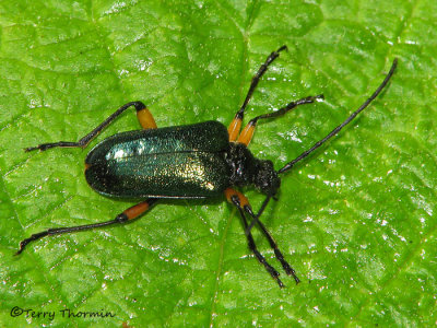 Gaurotes sp. - Longhorned Beetle A1.jpg