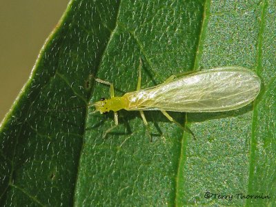 Chloroperlidae - Green Stonefly A1.jpg