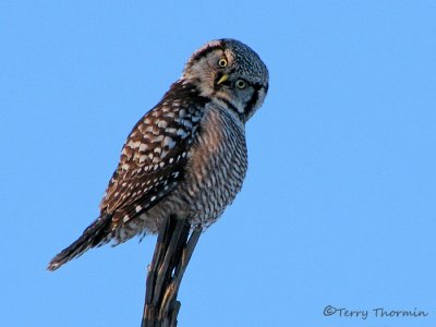 Northern Hawk Owl 6a.jpg