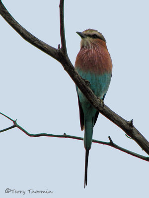 Lilac-breasted Roller 1a - Mudumo N.P.jpg