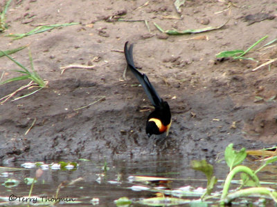 Long-tailed Paradise Widow 1a - Chobe N.P.jpg