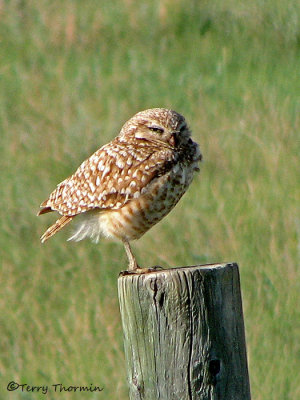 Burrowing Owl 2b.jpg