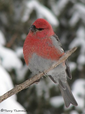 Pine Grosbeak 16a.jpg