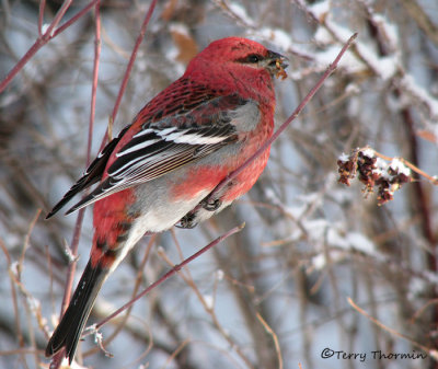 Pine Grosbeak 22b.jpg