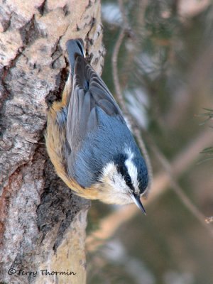 Red-breasted Nuthatch 22a.jpg