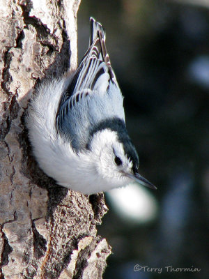 White-breasted Nuthatch 31a.jpg