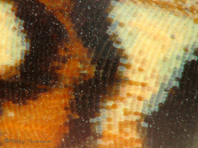 Butterfly wing 5a copy.jpg