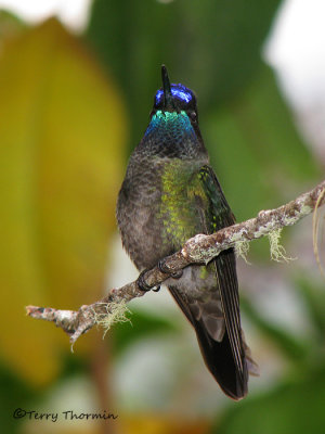 Hummingbirds of Savegre