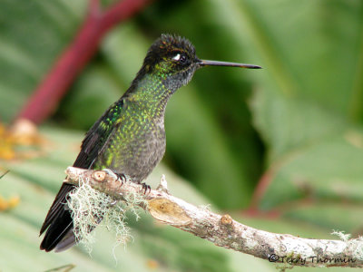 Magnificent Hummingbird 12a - Savegre.jpg