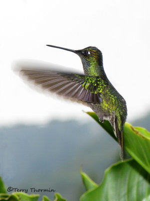 Magnificent Hummingbird in flight 1a - Savegre.jpg