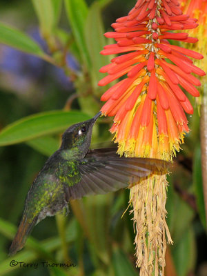 Magnificent Hummingbird in flight 2b - Savegre.jpg