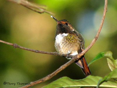 Scintillant Hummingbird 1a - Sav.jpg