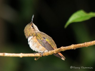 Scintillant Hummingbird female 3a - Sav.jpg