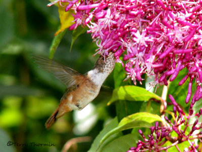 Scintillant Hummingbird female in flight 2a - Sav.jpg