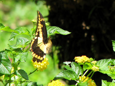 Papilio thoas in flight 3a - SV.jpg