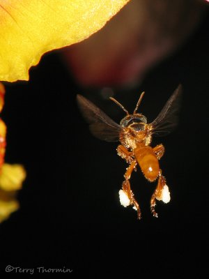 Stingless bee in flight A1a - SV.jpg