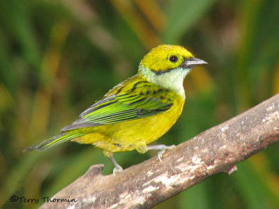 Silver-throated Tanager 1a - Cinch.jpg