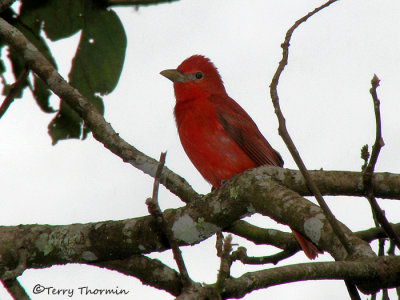 Summer Tanager 1a - Cinch.jpg