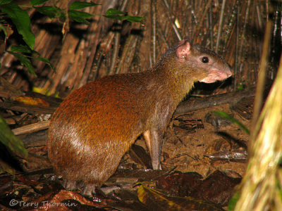 Central American Agouti 1a - LS.jpg