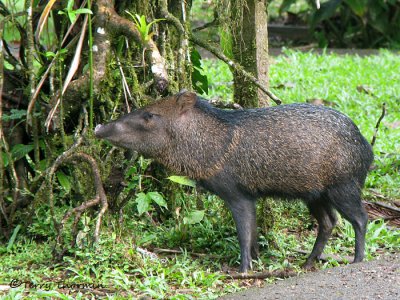 Collared Peccary 1a - LS.jpg
