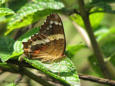Brown Peacock - Anartia fatima 3a - LS.jpg