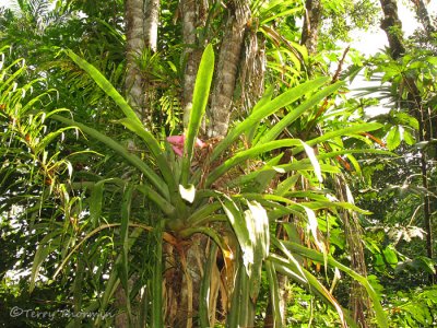 Queen Aechmea Bromeliad - Aechmea mariae-reginae 1 - LS.JPG