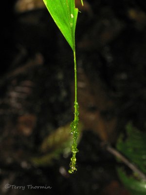 Drip tip on a leaf 2a - LS.jpg
