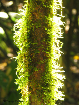 Mossy tree trunk 1 - LS.JPG